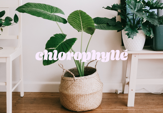 À chaque pièce sa plante